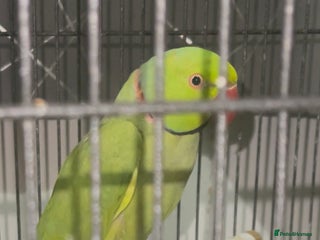 Ringnecks birds - Advert 5