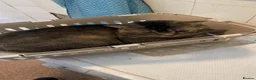 Mixed Breed cats for sale: Male cat mixed breed  - Advert 2