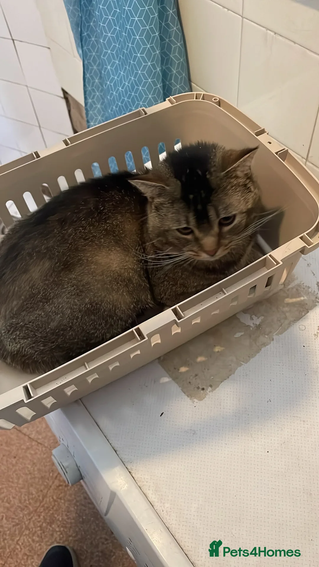 Mixed Breed cats for sale: Male cat mixed breed  - Advert 2