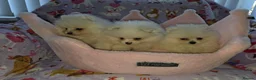 Pomeranian dogs for sale: 3 gorgeous, small white Pomeranians ready now!! - Advert 8
