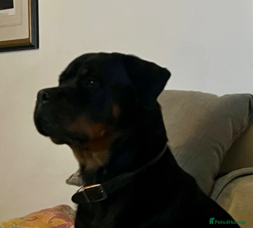 Rottweiler dogs for sale: Stunning KC Registered Rottweiler puppies  - Advert 2