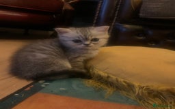 Exotic cats for sale: Exotic short hair kittens  in Church Stretton - Image 17