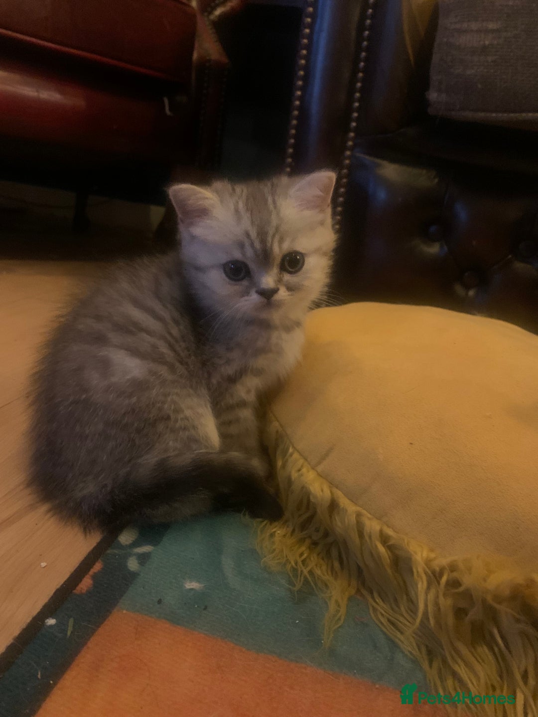 Exotic cats for sale: Exotic short hair kittens  in Church Stretton - Image 17
