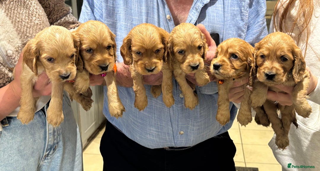 Cocker Spaniel dogs for sale: Outstanding KC Show Cocker Spaniels - Image 5