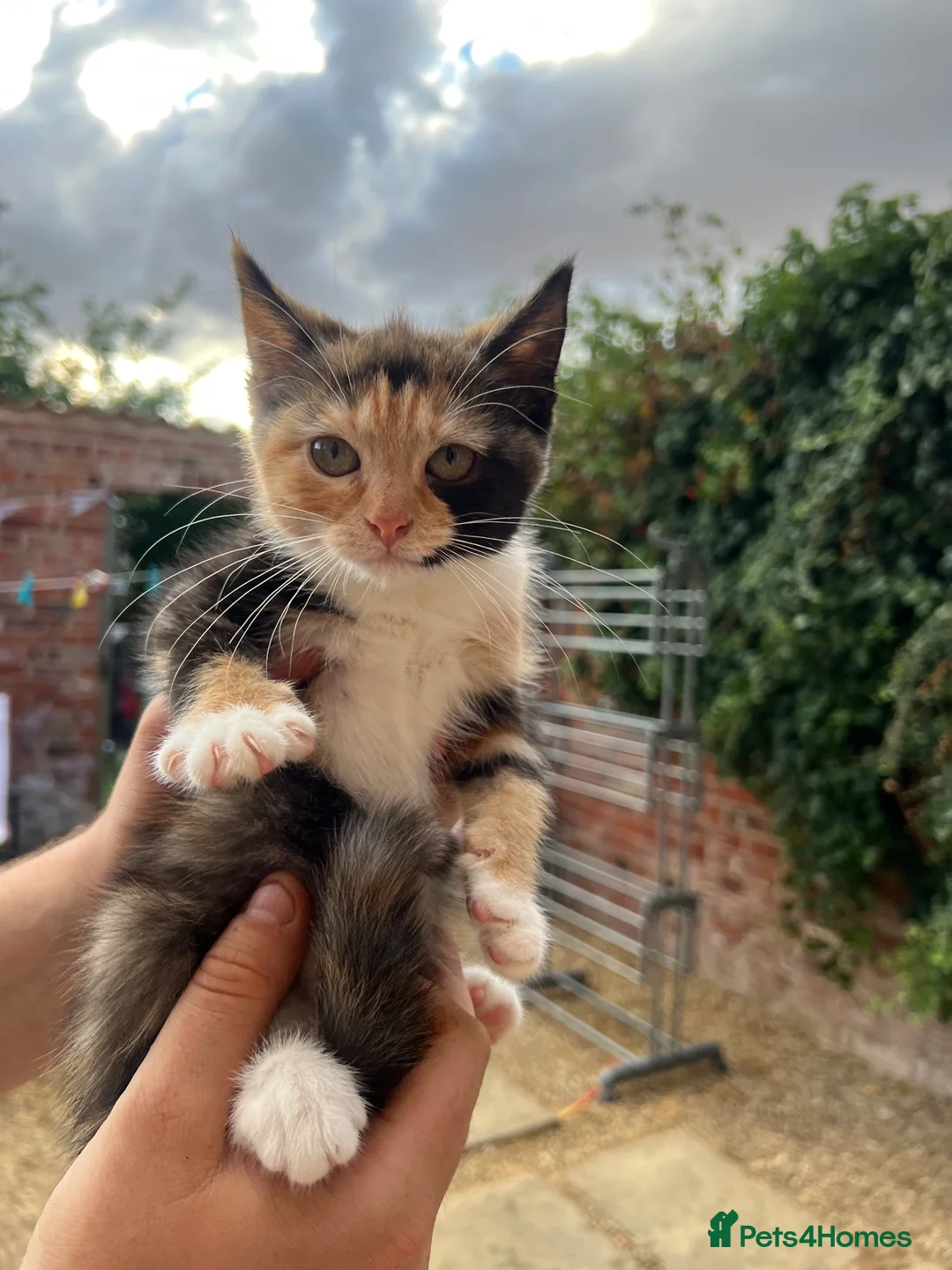 Mixed Breed cats for sale: Girl kitten - Advert 6