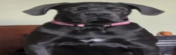 Cane Corso dogs for sale: Cane Corso - Advert 4