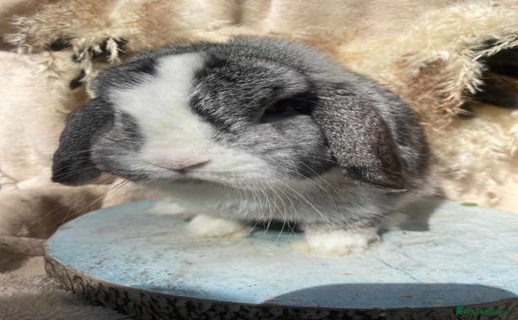 Mini Lop rabbits - Advert 2