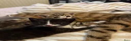 Mixed Breed cats for sale: Beautiful kittens for sale  in Uckfield - Advert 11