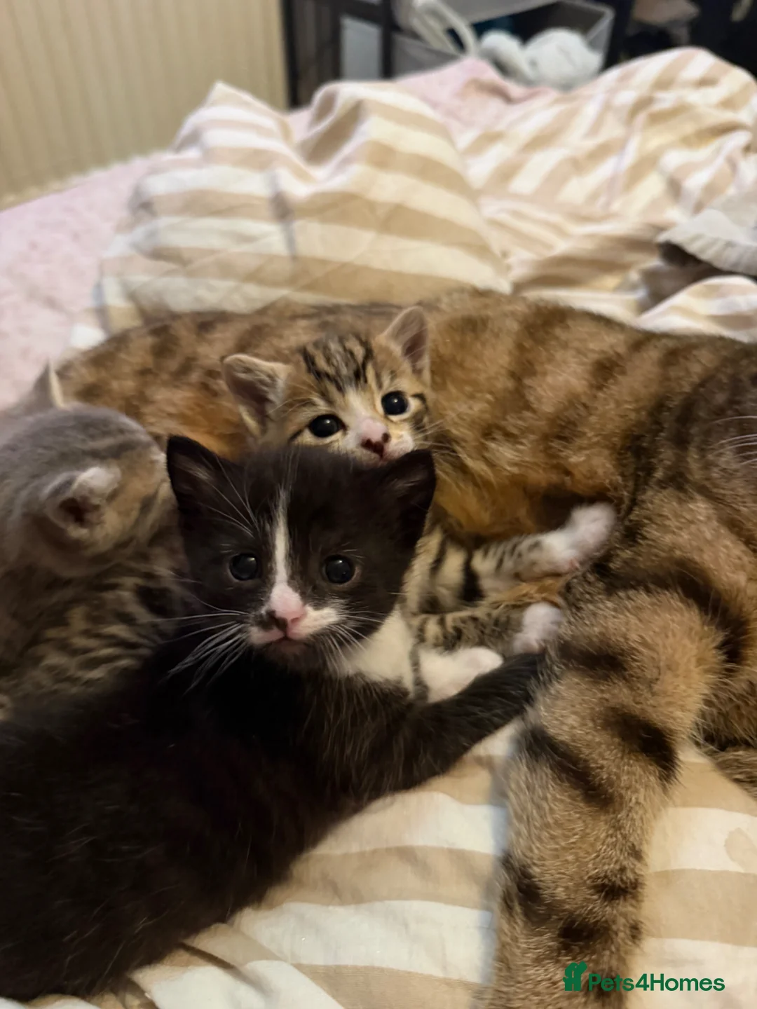 Mixed Breed cats for sale: Beautiful kittens for sale  in Uckfield - Advert 11