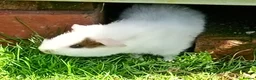 Guinea Pig rodents for sale: Baby guinea pigs  in Petworth - Advert 6