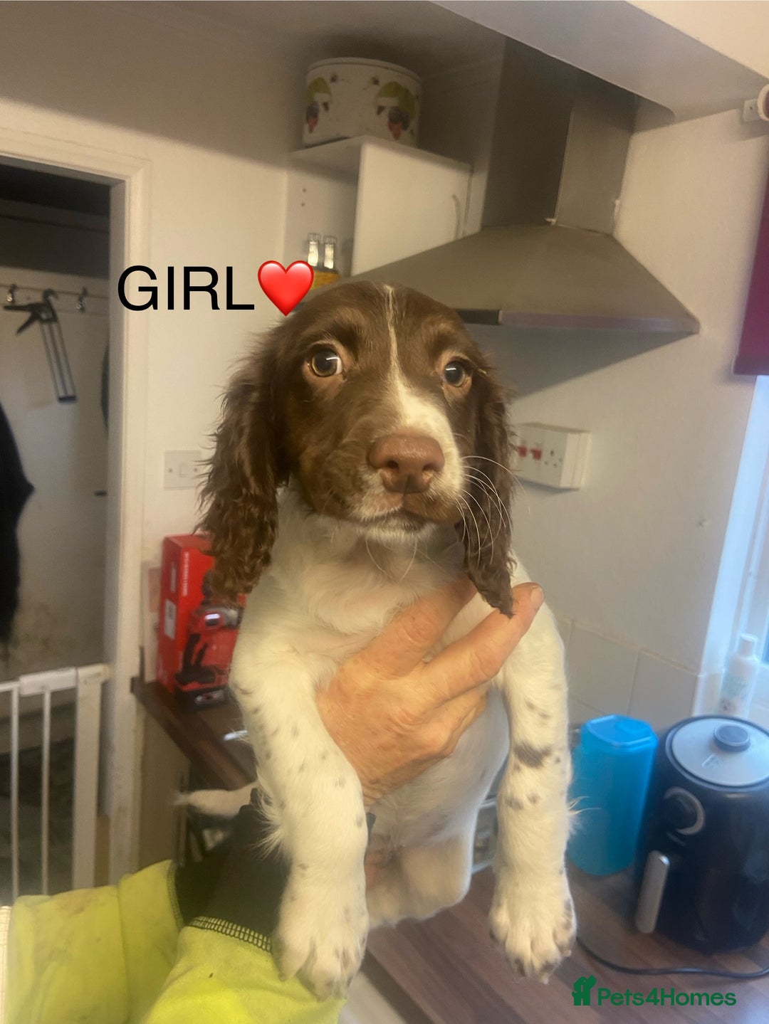 English Springer Spaniel dogs for sale: Springer spaniel 1 girl left - Advert 1