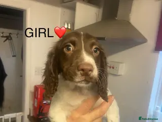 English Springer Spaniel dogs Springer spaniel 1 girl left - Advert 5