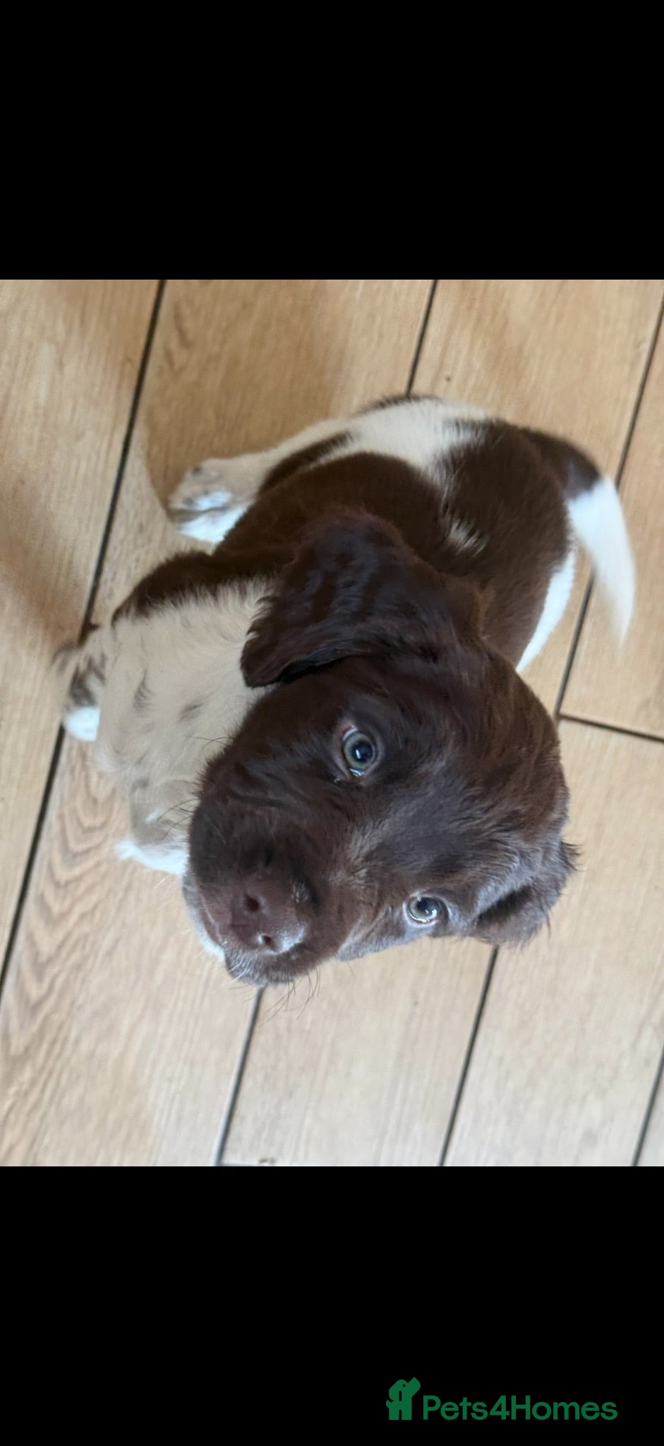 English Springer Spaniel dogs English springer spaniel puppy for sale  - Advert 2