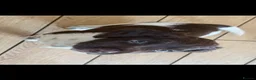 English Springer Spaniel dogs for sale: English springer spaniel puppy for sale  in Bristol - Advert 1