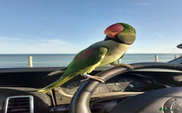 Parakeets birds for sale: Parakeet (Sherry)  - Image 2