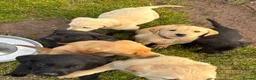 Labrador Retriever dogs for sale: Labrador Puppies - Advert 1