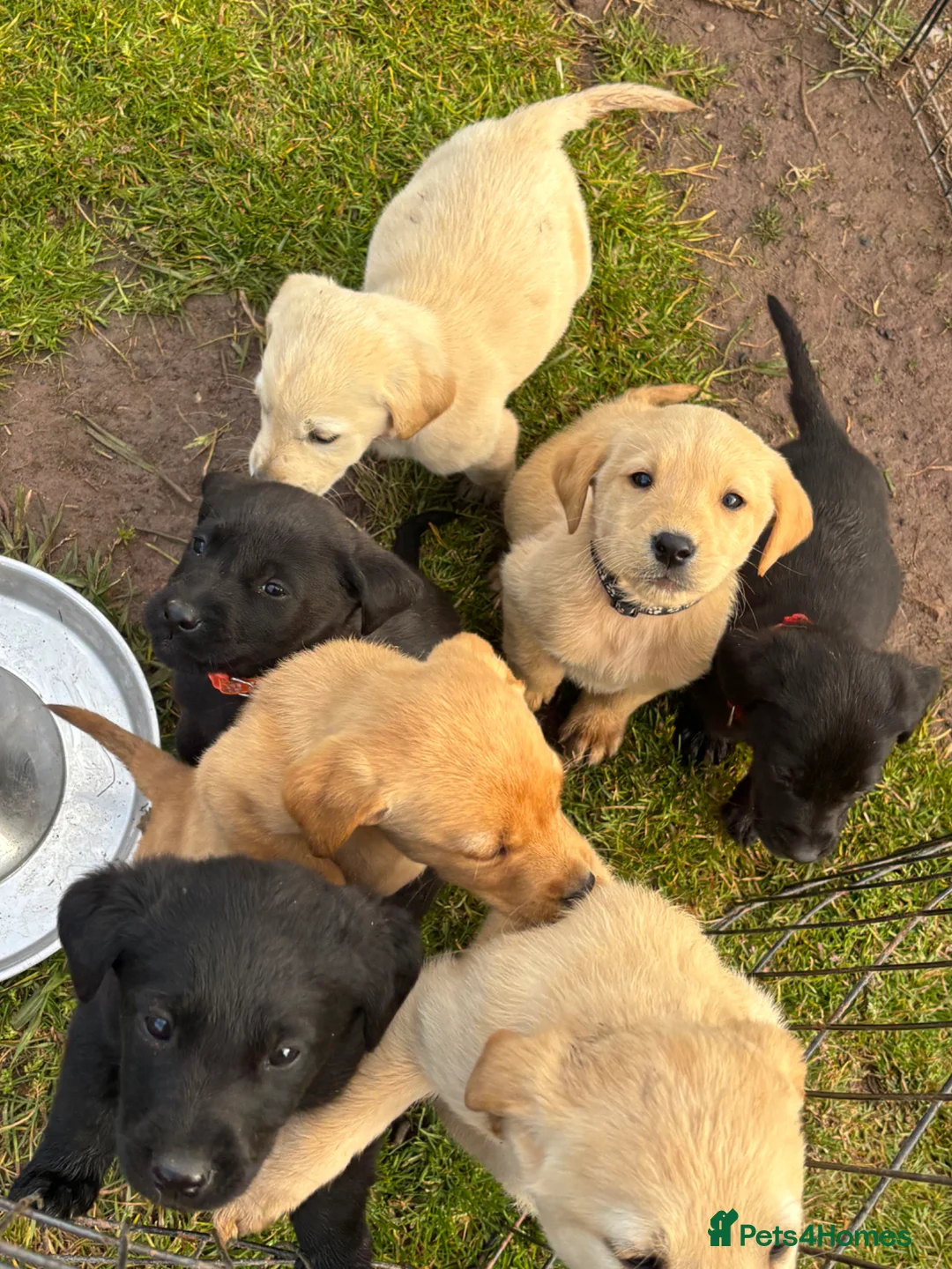 Labrador Retriever dogs for sale: Labrador Puppies - Advert 1