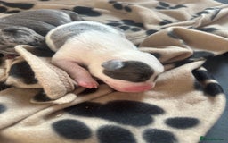 Mixed Breed dogs for sale: American bull staff puppies  - Image 10