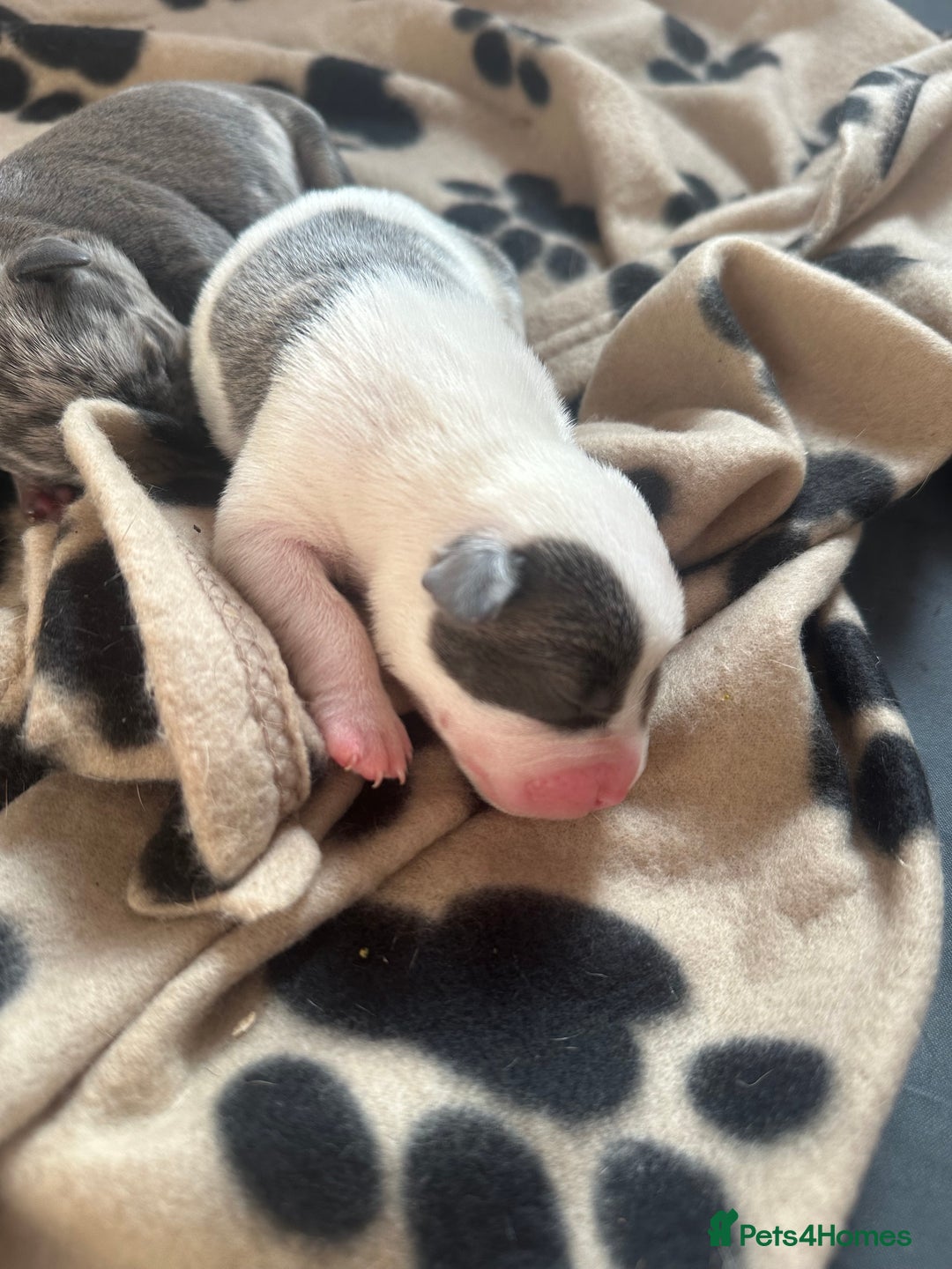 Mixed Breed dogs for sale: American bull staff puppies  - Image 10