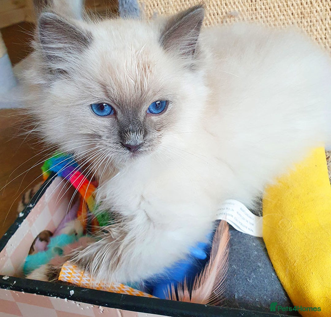 Ragdoll cats for sale: Beautiful Registered Ragdoll Kittens  - Image 7