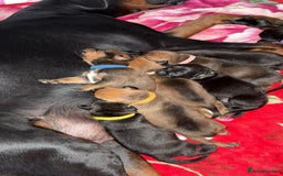 Mixed Breed dogs for sale: Doberman x American Bulldog  - Image 9