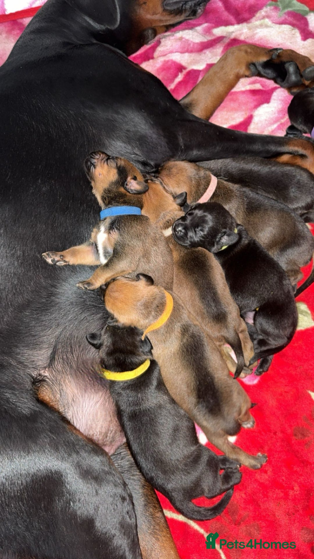 Mixed Breed dogs for sale: Doberman x American Bulldog  - Image 9