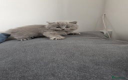British Longhair cats for sale: British longhair ready for home in Watford - Image 37