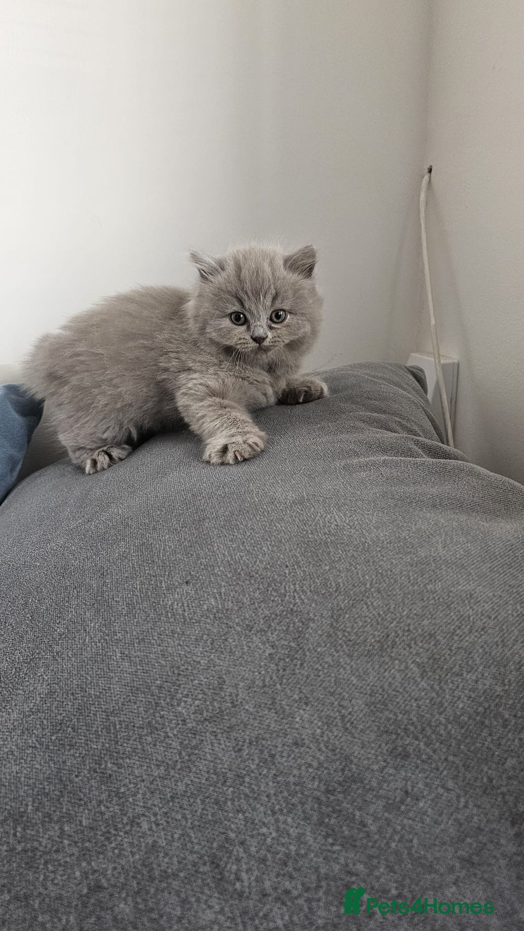 British Longhair cats for sale: British longhair ready for home in Watford - Image 37