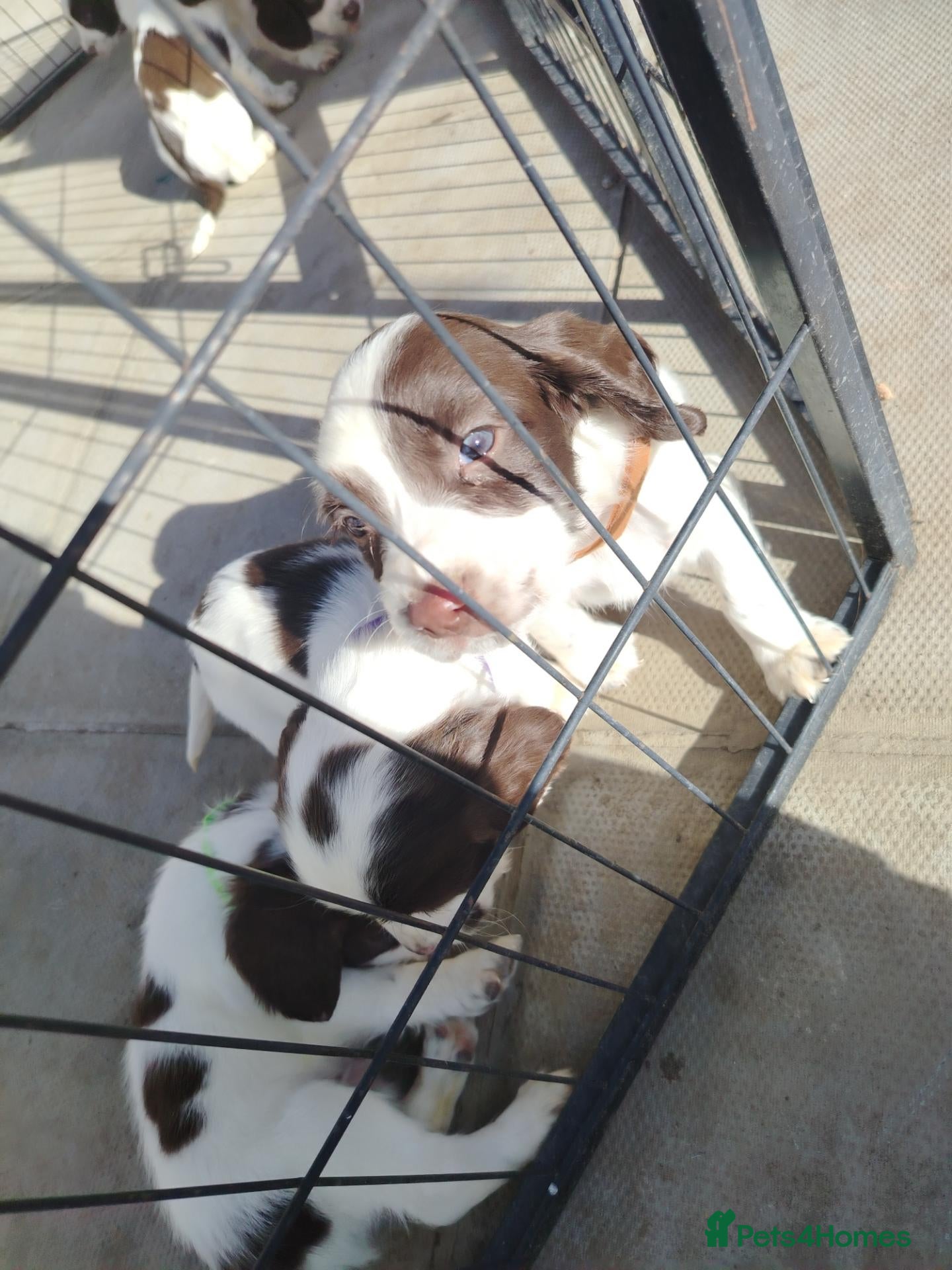 English Springer Spaniel dogs Beautiful litter of English Springer spaniels - Advert 2