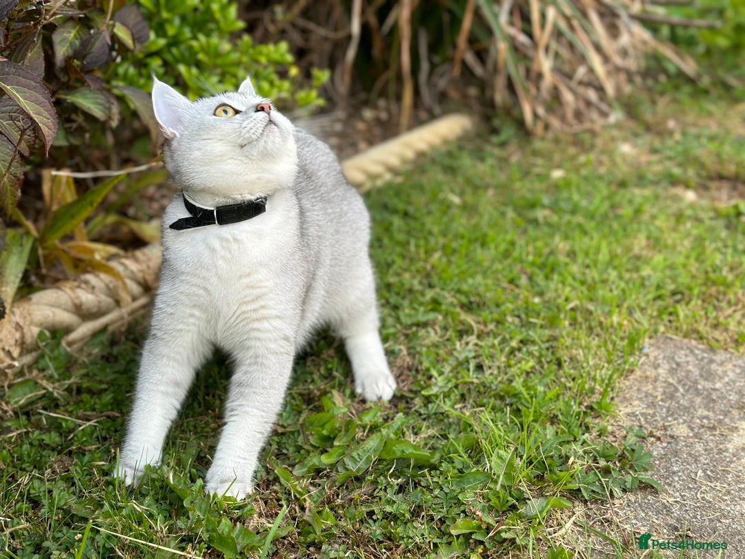 British Shorthair cats for sale: Rare polar-coloured(light silver/blonde)coat - Advert 7