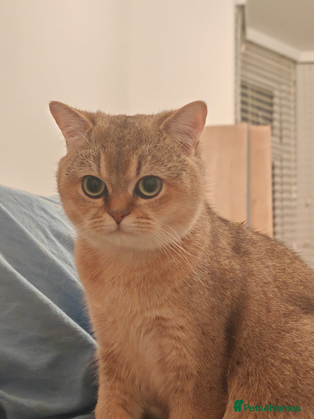 British Shorthair cats for sale: Loving golden british shorthair male - Image 1