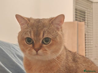 British Shorthair cats - Advert 23