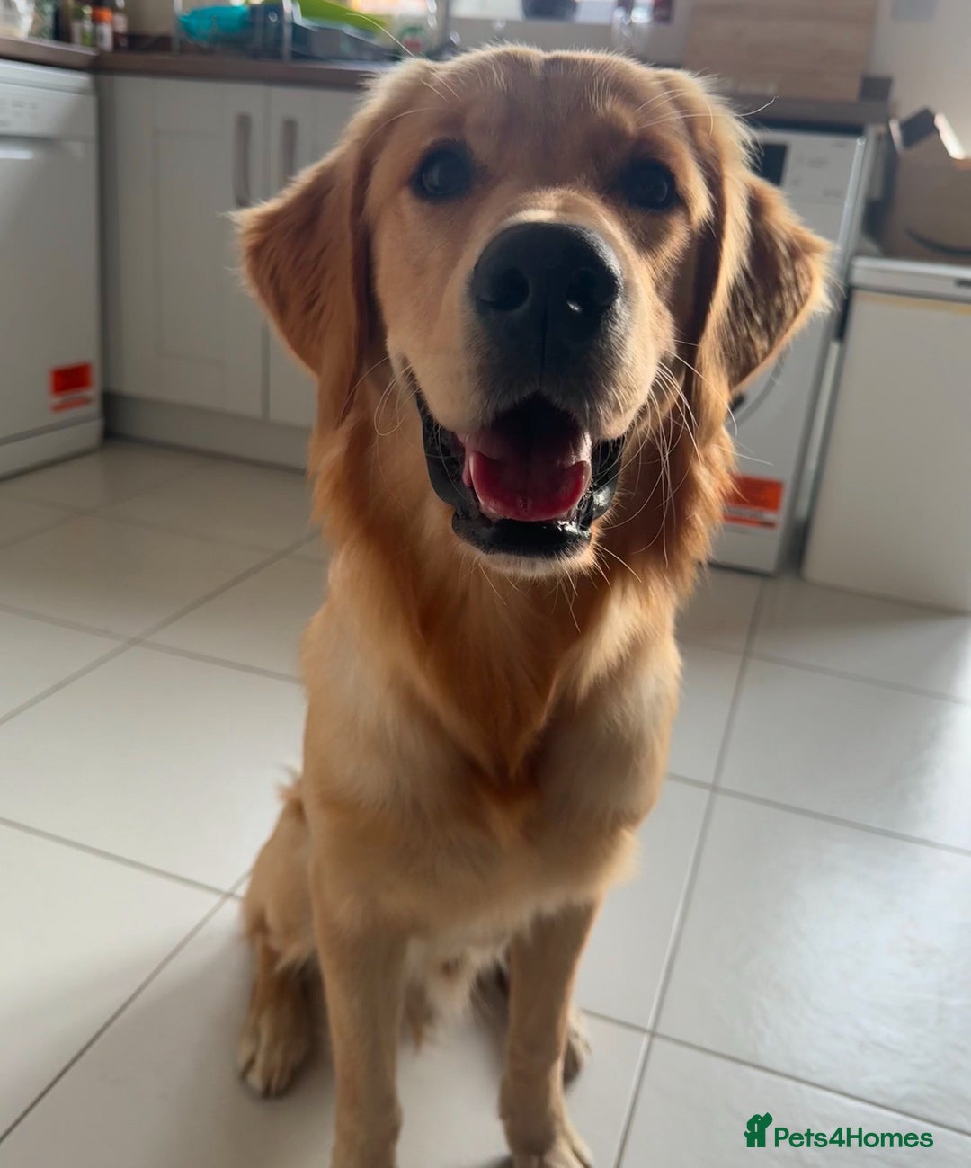 Golden Retriever dogs for sale: Golden Retriever Puppies Ready Now - Advert 10