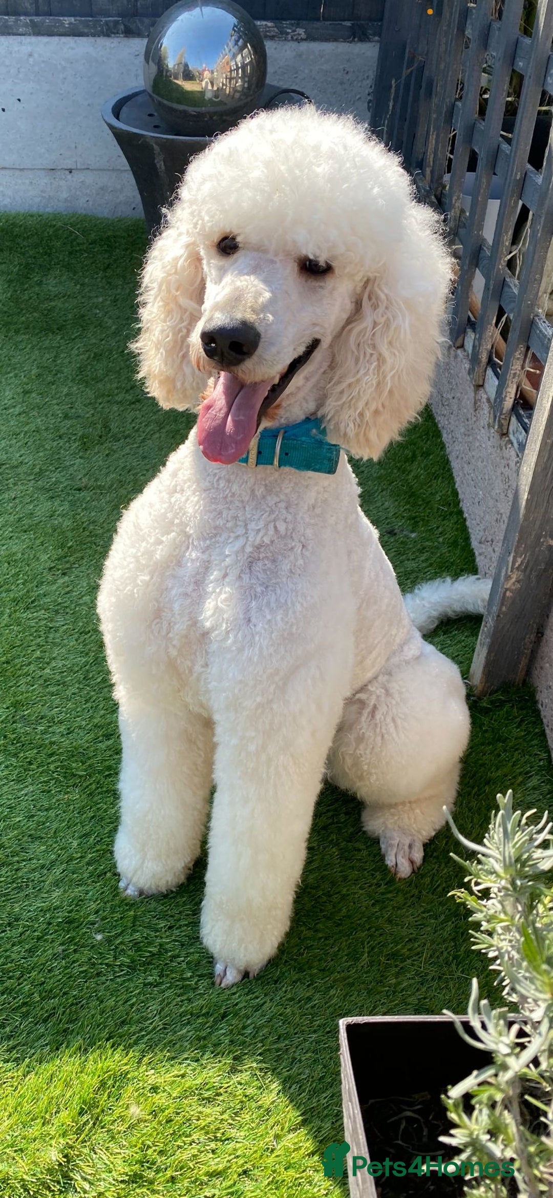 Standard Poodle dogs for sale: Standard Poodle Puppies  - Image 12