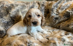 Cocker Spaniel dogs for sale: KC SHOW COCKERS - EXTENSIVE HEALTH TEST PARENTS - Advert 6