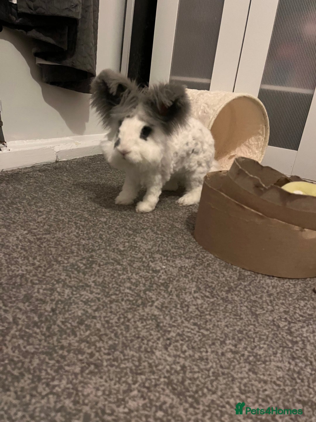 Angora rabbits for sale: Gorgeous bonded English angoras x2  - Image 7