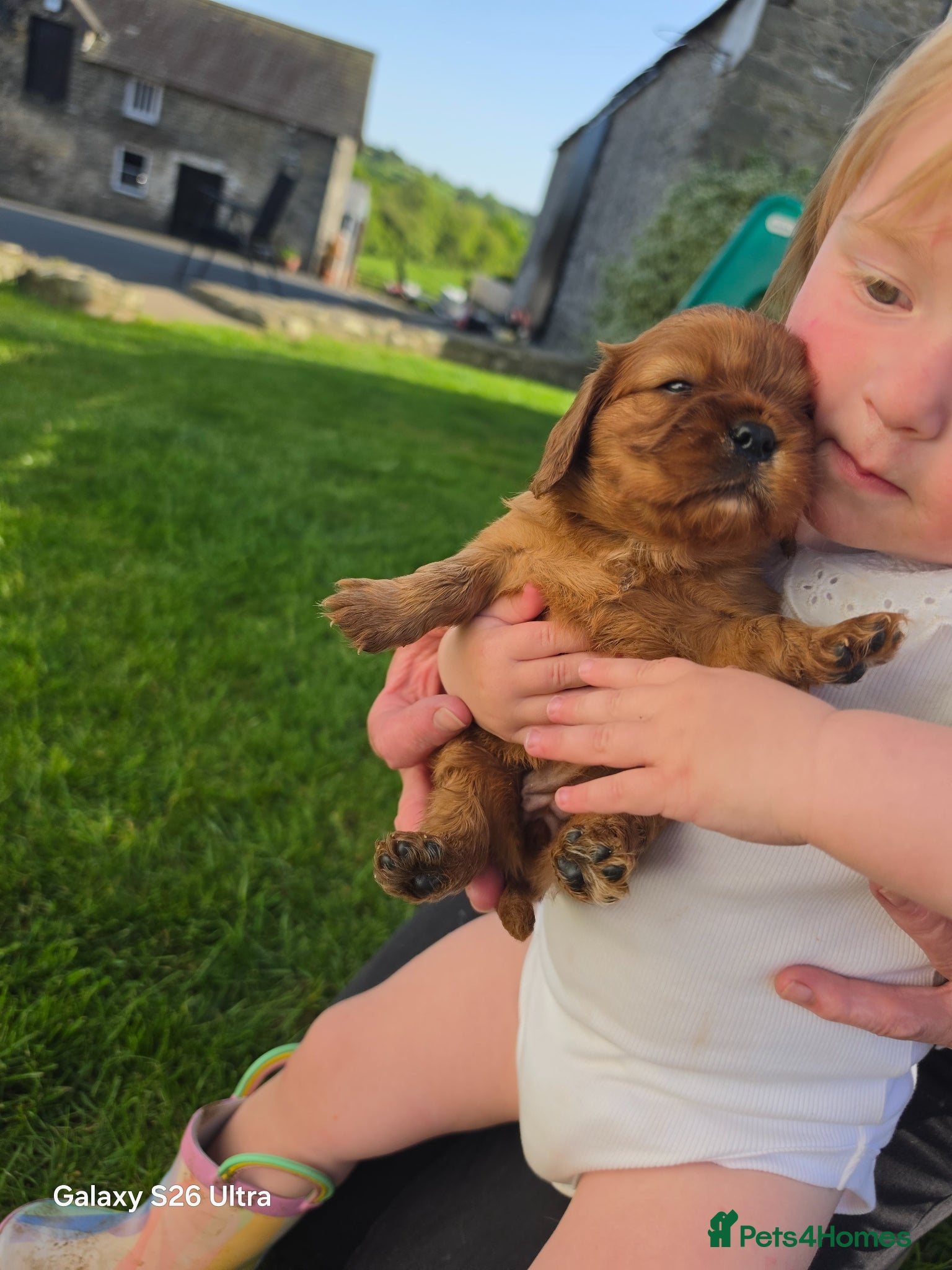 Cavalier King Charles Spaniel dogs 2 handsome boys left - Advert 2