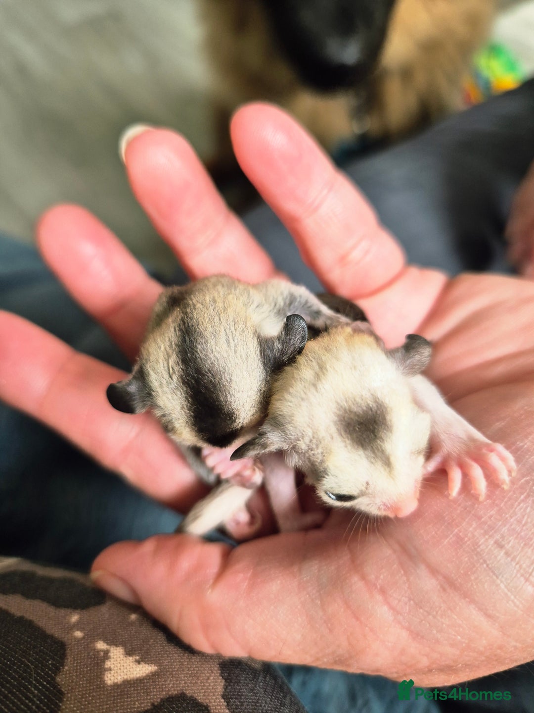 Sugar Glider rodents for sale: 4 baby sugar gliders ready 13th sept  - Image 9