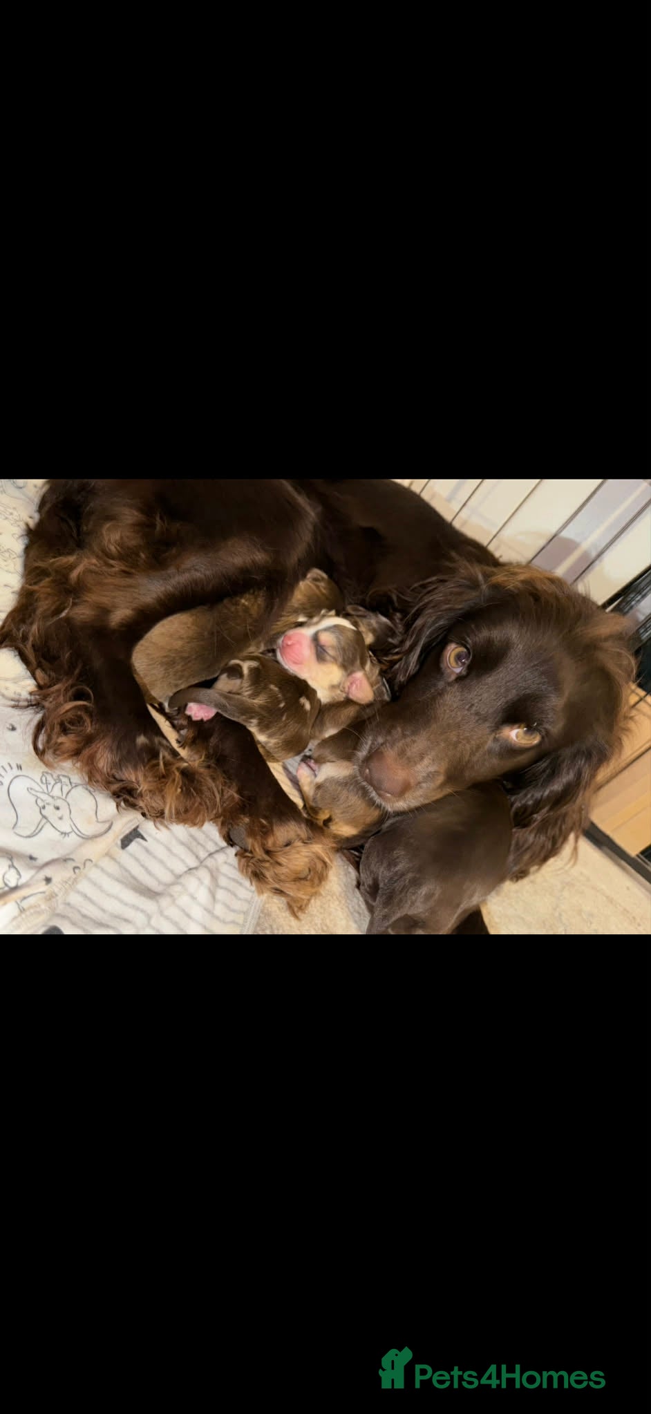 Cocker Spaniel dogs 4 Beautiful working cocker spaniel 😍 - Advert 2