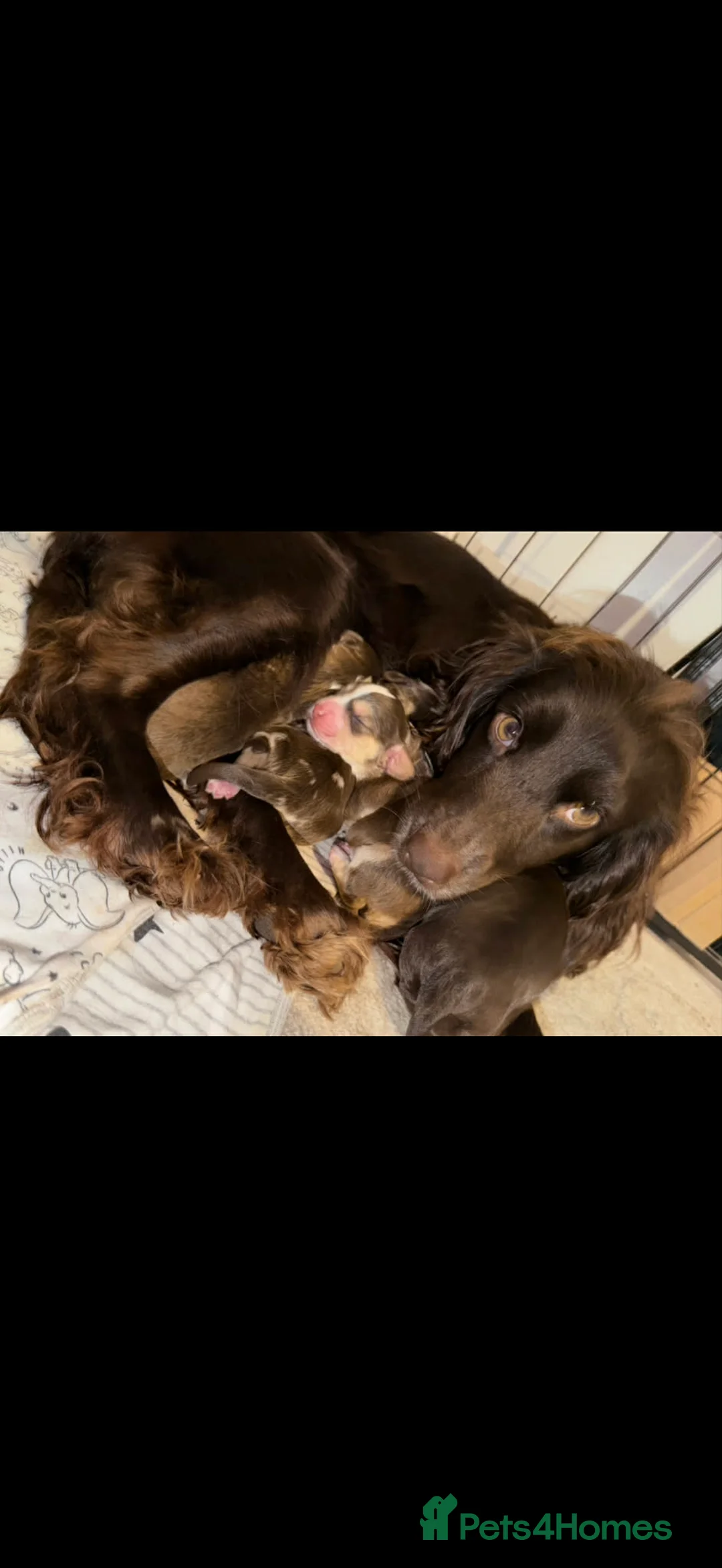 Cocker Spaniel dogs for sale: 4 Beautiful working cocker spaniel 😍 in Walsall - Advert 2