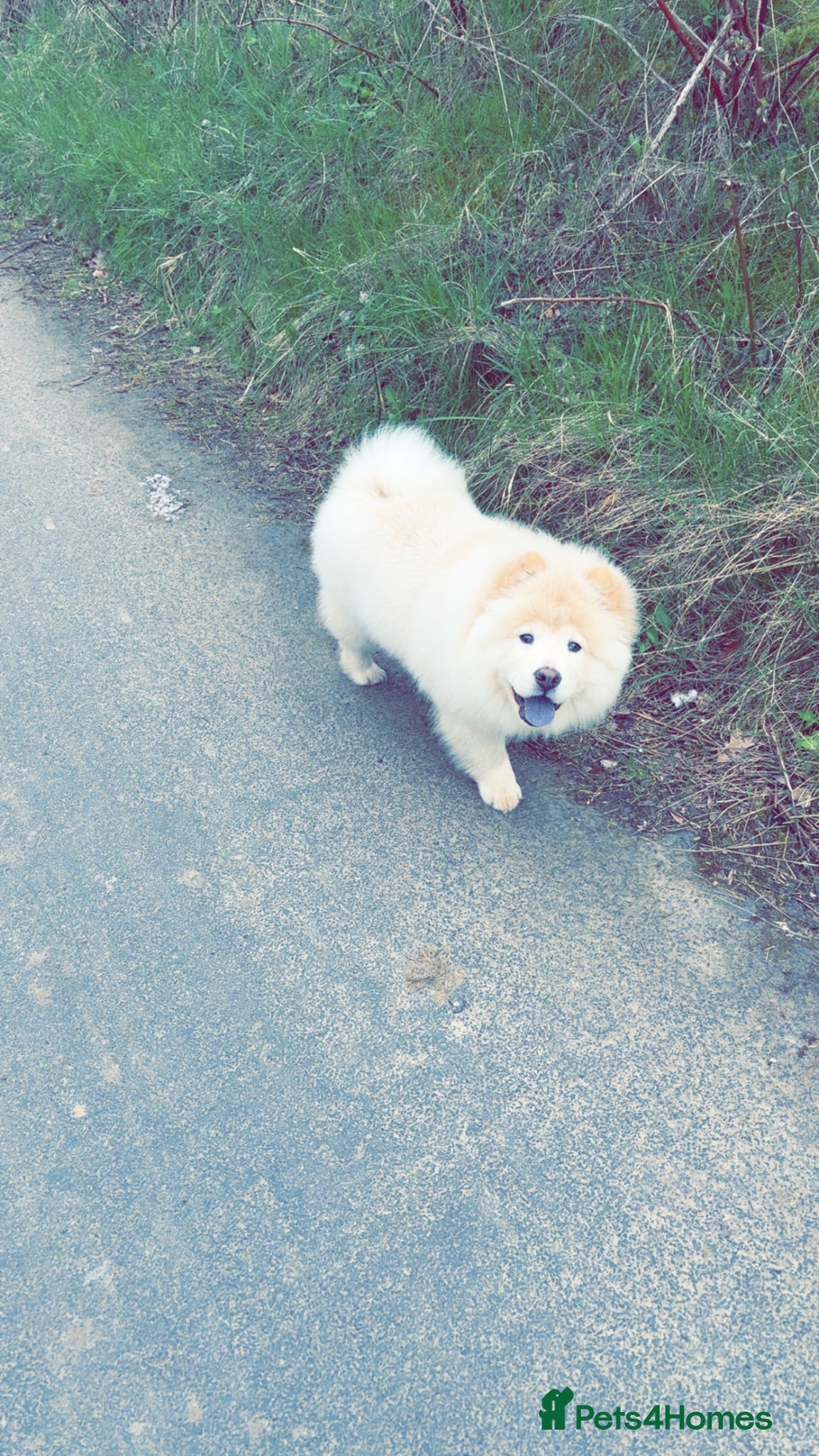 Chow Chow dogs Narla no pups wouldn’t let me advertised her  - Advert 2