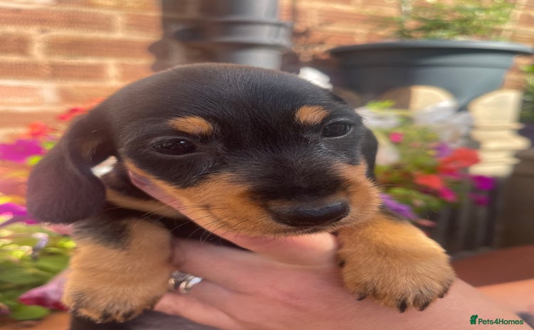 Dachshund dogs - Advert 10