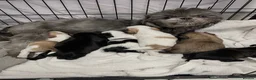 Shih Tzu dogs for sale: Beautiful Pedigree Imperial Shih Tzu Puppies x6  - Advert 3