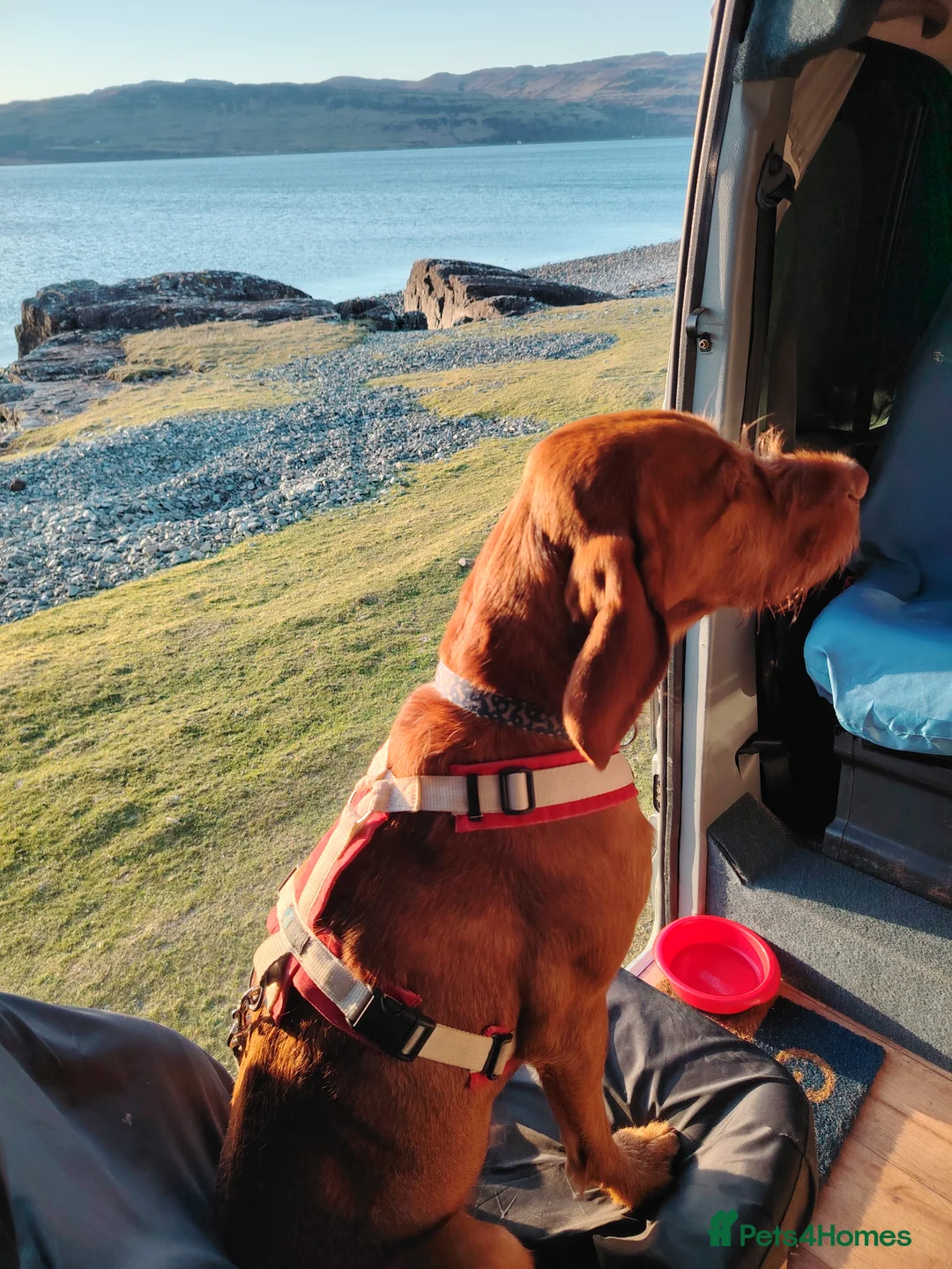 Hungarian Vizsla dogs for sale: Fudge  - Advert 2