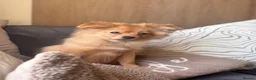 Pomchi dogs for sale: Pomchi Charlie 🐾 - Advert 3