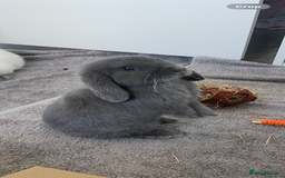 Mini Lop rabbits for sale: White and grey mini lop 6 Months  - Image 2