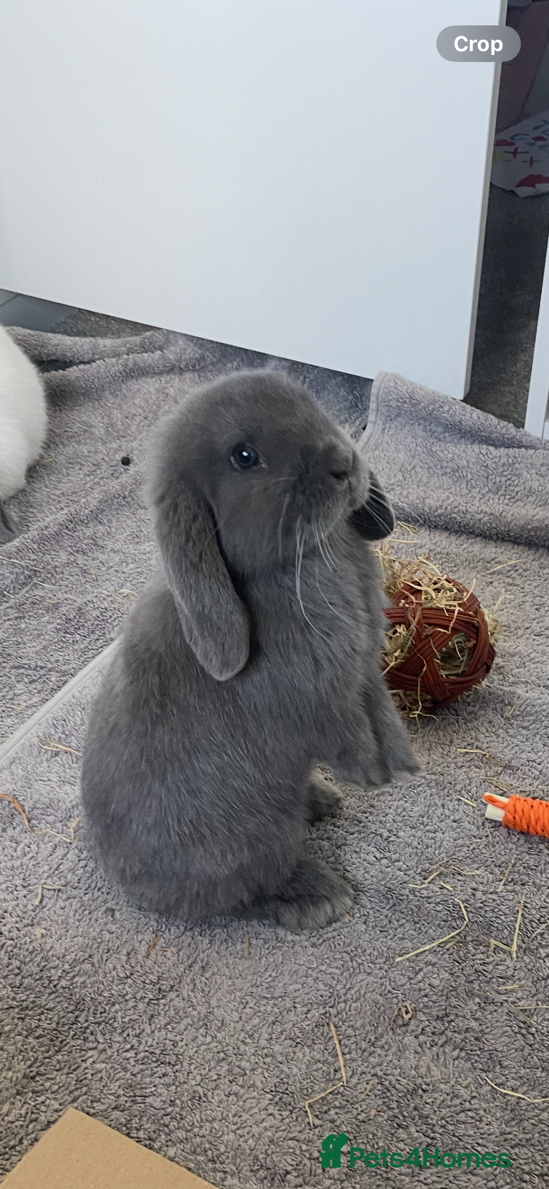 Mini Lop rabbits for sale: White and grey mini lop 6 Months  - Image 2