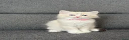 Ragdoll cats for sale: Beautiful Ragdoll kittens TICA registered  in Coventry - Advert 7