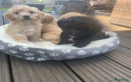 Poochon dogs for sale: Gorgeous Puppy Poochons for sale  - Image 7