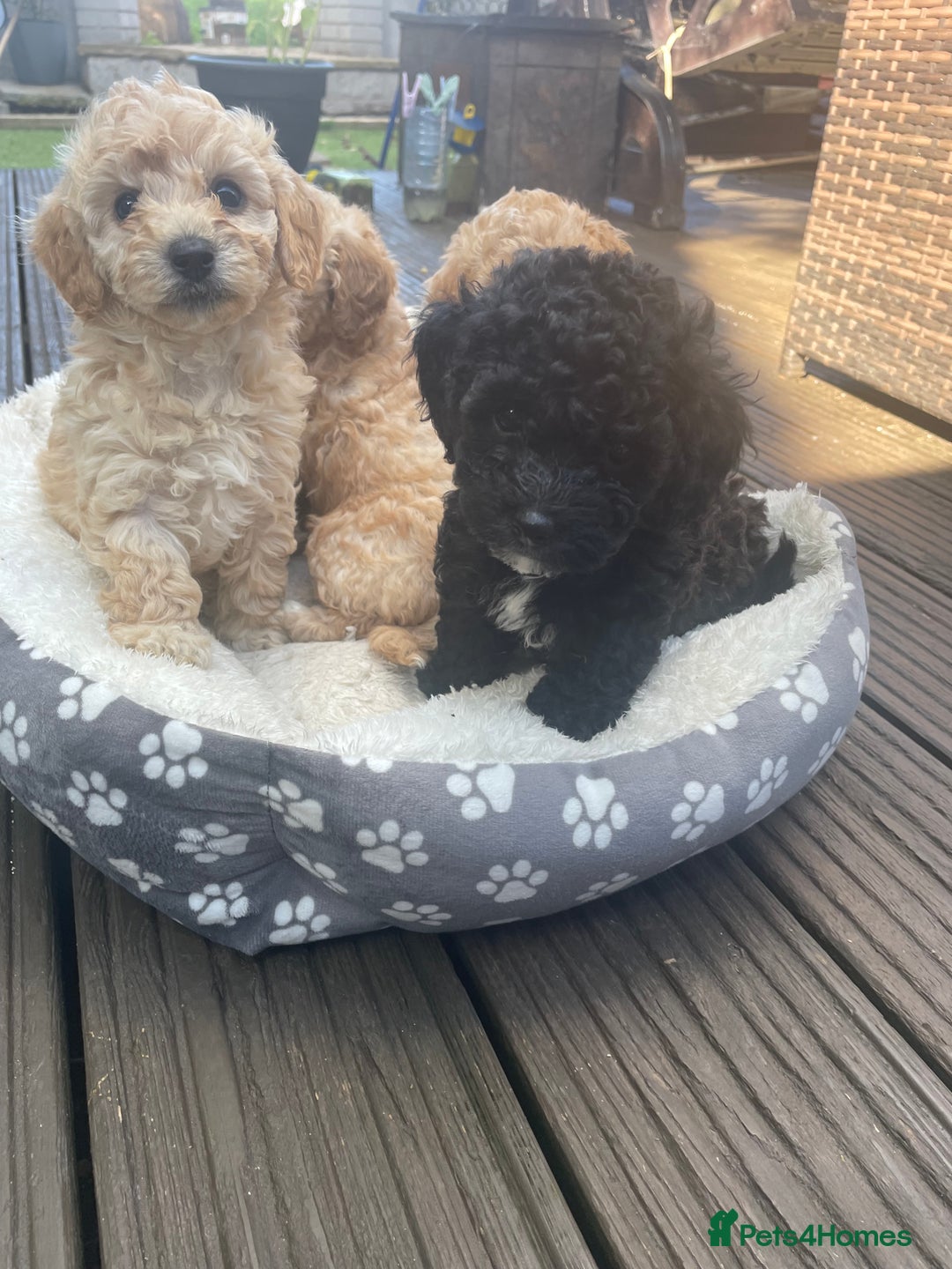 Poochon dogs for sale: Gorgeous Puppy Poochons for sale  - Image 7